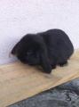 Mes animaux